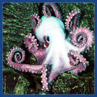 big logo octopus pictures
