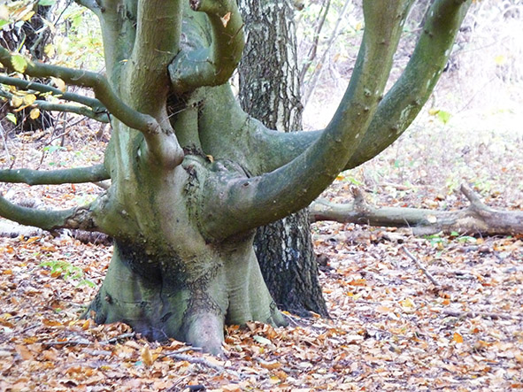 big tree in the fall