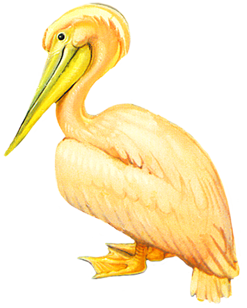 Drawing of pelicane-pink