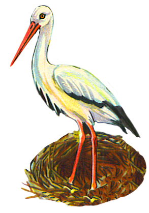 Stork drawing