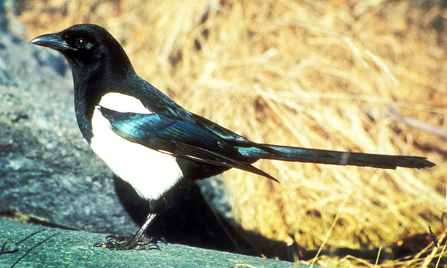 Blackbilled Magpie picture
