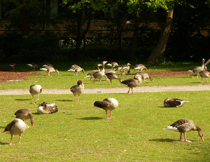 Flock of geese in park