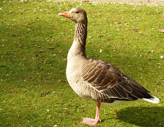 photo of goose