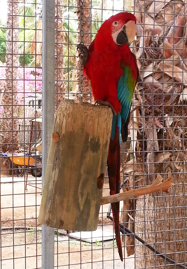Red parrot on Funte Ventura