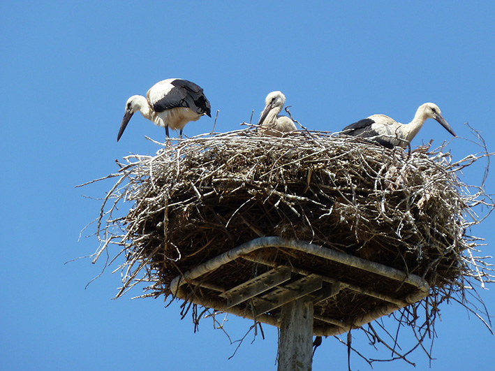 stork nest with young