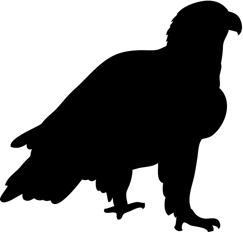 bald eagle on ground