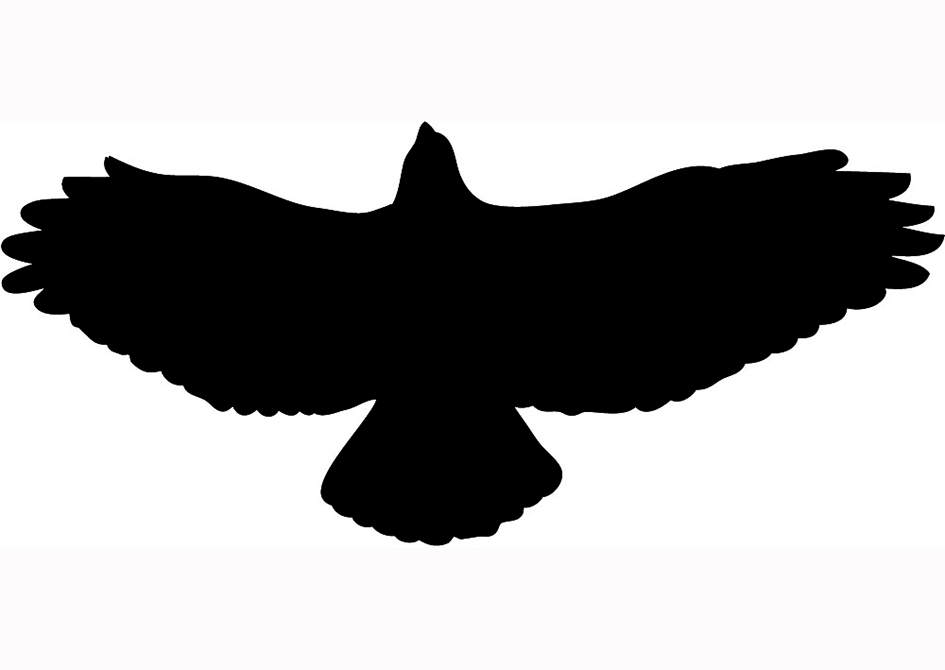 Hawk silhouette black flying 