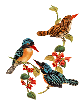 decorative bird clipart