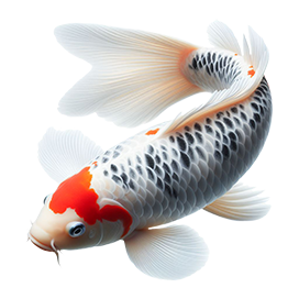 black and orange Koi fish drawings