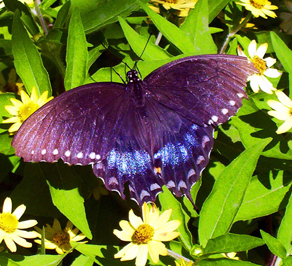 black and blue butterfly on yellow flowers