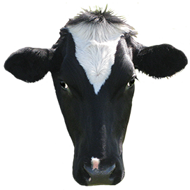 head of black cow clipart