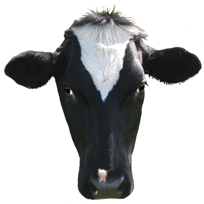 black-cows-head