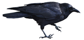 black crow clipart