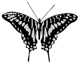 black grey image butterfly