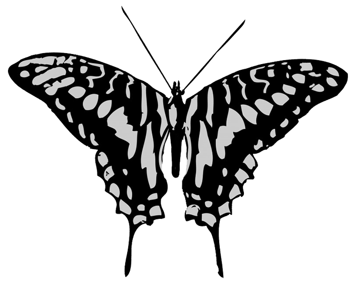 Black and grey butterfly drawing