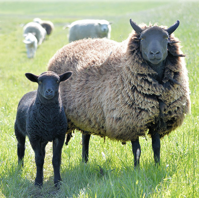 black lamb and black sheep