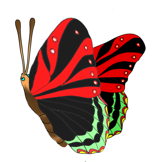 black red butterfly image
