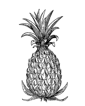 black white pineapple drawing