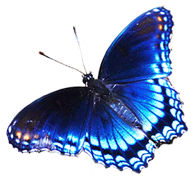 blue butterfly clipart cut-out