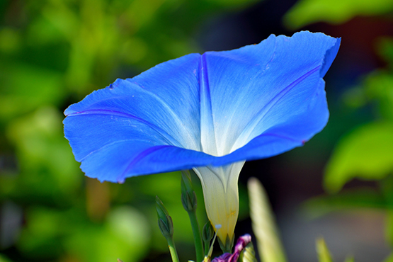 blue convolvulus photo