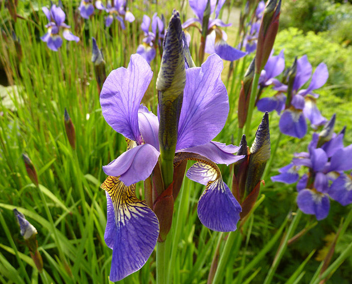 blue iris flower pics