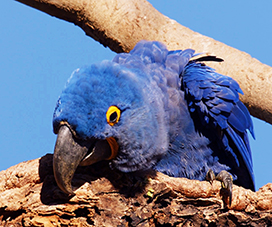 blue Macaw ara picture