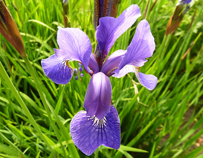 picture of blue iris 