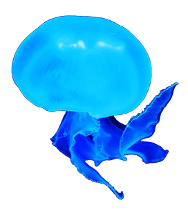 blue jellyfish clipart