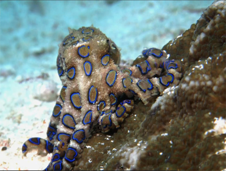 picture of blue ringed octopus