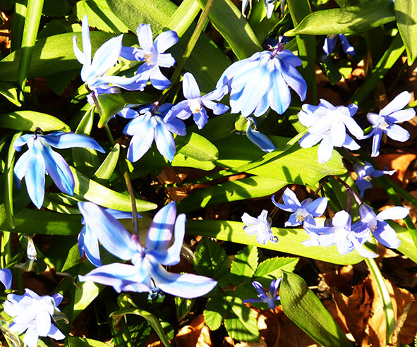 Blue flowers in green grass