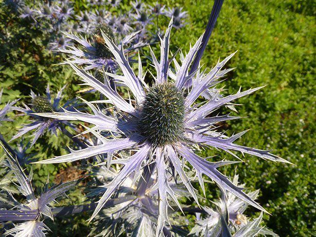 photo of blue thistle