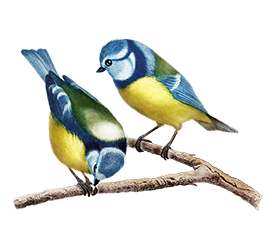 Cute blue tit drawing png