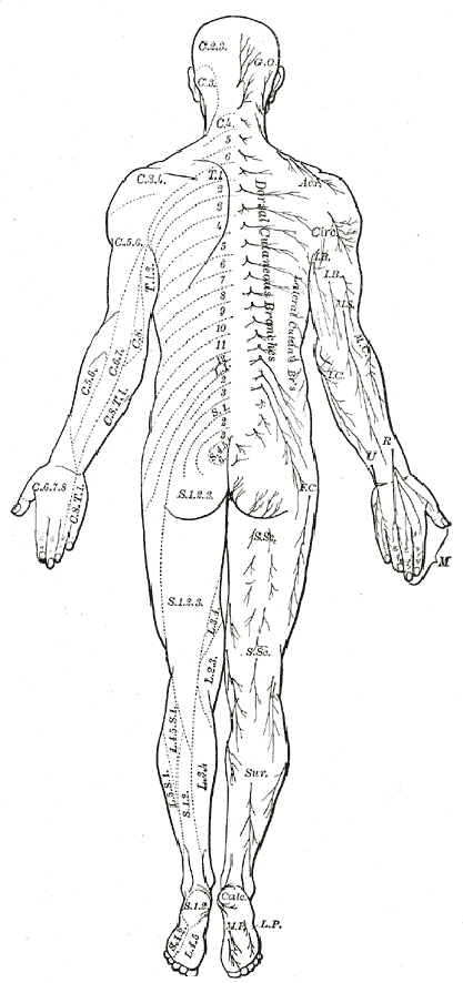 Human Body Diagram Medical Clipart