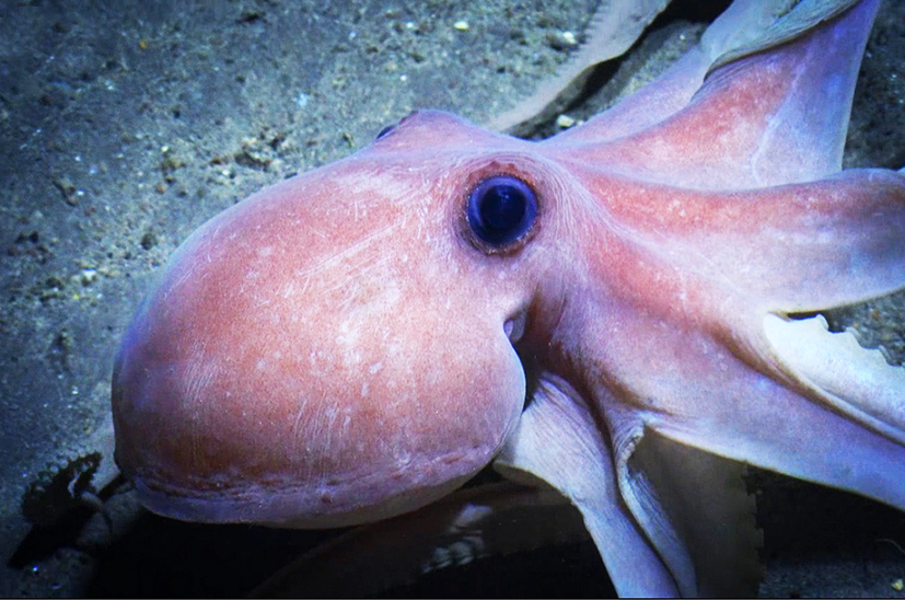 Body and eye of octopus