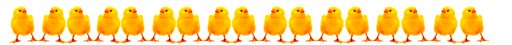border with yellow Easter chicks