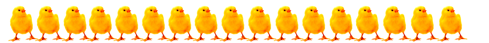 border with Easter chicks