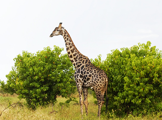 picture of giraffe in Botswana