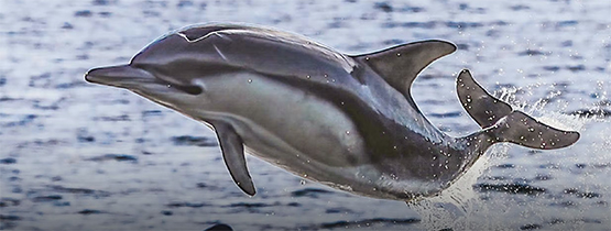 Dolphin picture