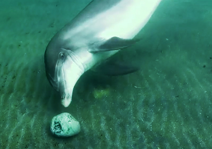 bottlenose dolphin playing with stone