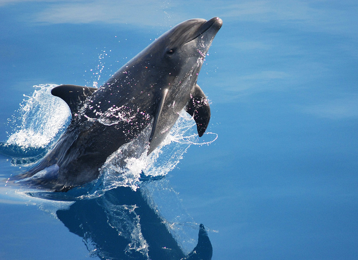 bottlenose dolphin up from water