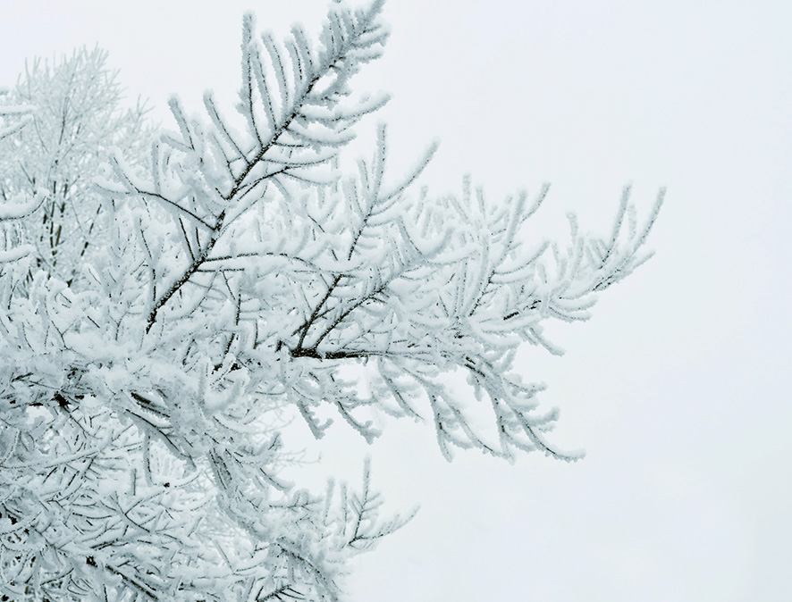 branch covered with snow