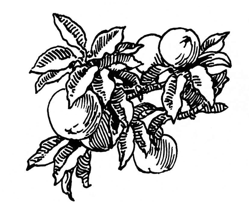 branch with apples