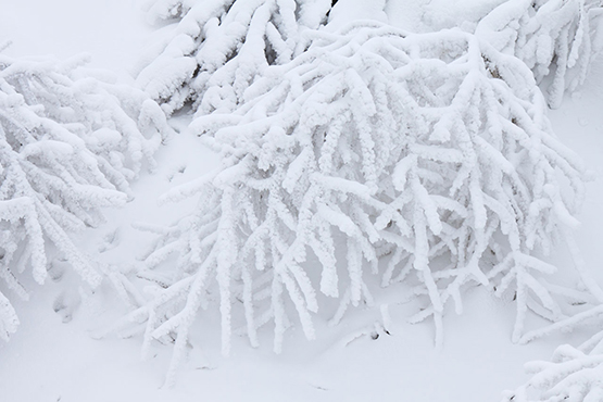 picture of branches covered in snow