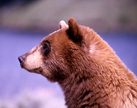 brown bear profile