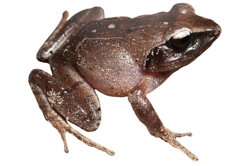 brown frog clipart