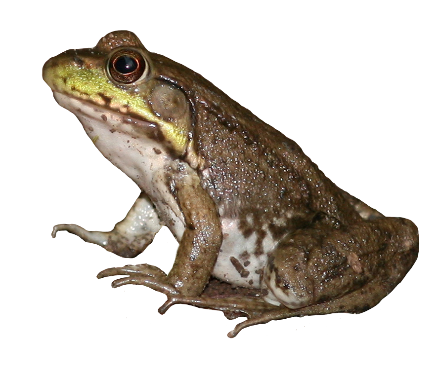 brown green frog