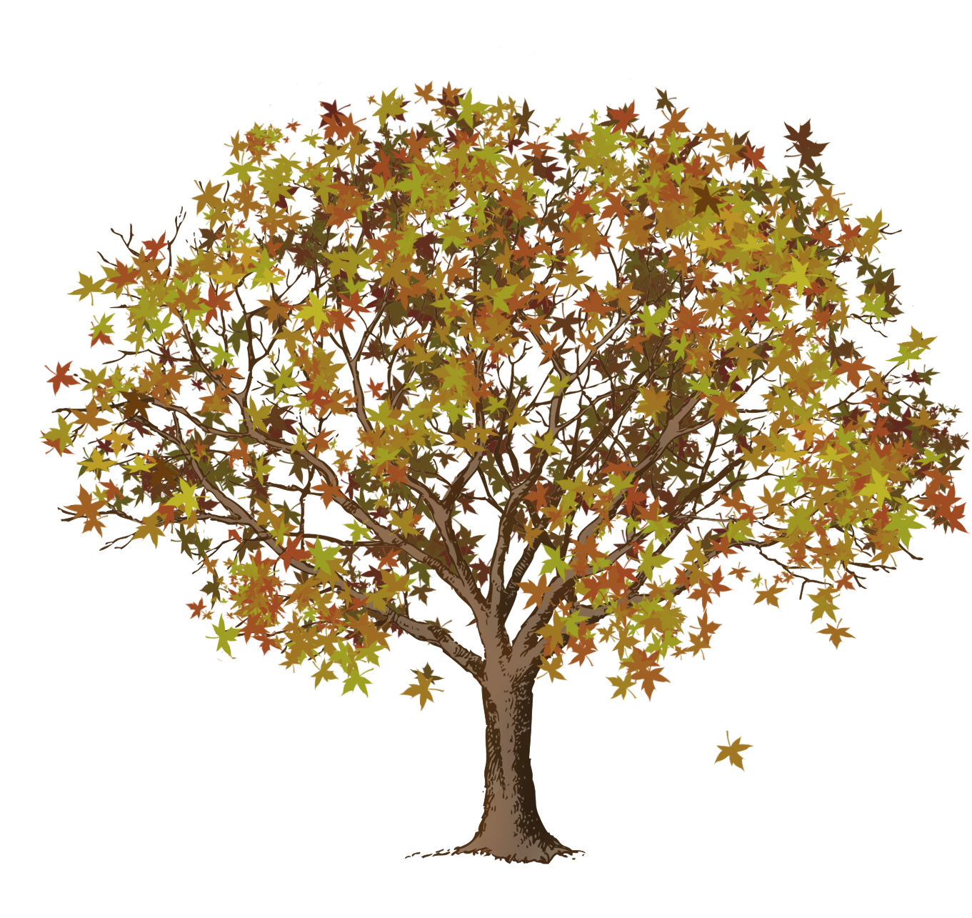 brown trunk autumn leaves tree clipart