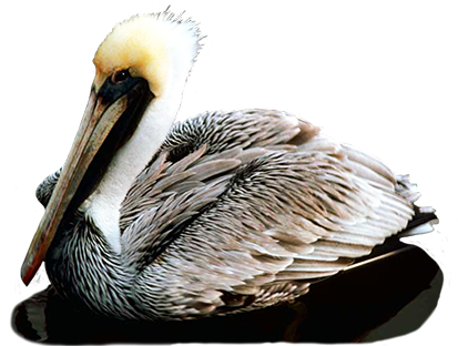 brown Pelican