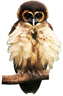 Brown wood owl picture