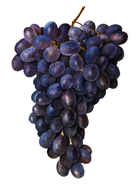 bunch of blue grapes